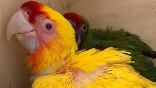 Lutino Buffon Parrot Baby baby beautiful parrot cute amazing birds [upl. by Deragon]