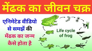 मेंढक का जीवन चक्र  Frog Life Cycle Video  life cycle of frog  Mendhak Ka janm  jivan chakra [upl. by Attena533]