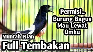 MURAI BATU GACOR FULL ISIAN TEMBAKAN MEWAH KENARI GELATIK CUNGKOK FLAMBOYAN DLL MB JEMBRES  M TOX [upl. by Ettenwad]