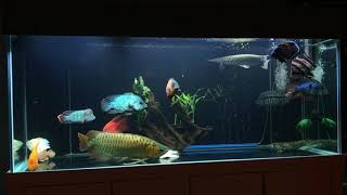 Freshwater Fish Aquarium My Monsterfishkeeper Tank 6 x 25 x 25 [upl. by Goulder]