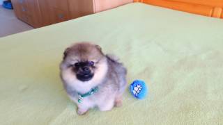 Male pomeranian puppy for sale [upl. by Schulein255]