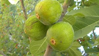 Growing Figs in Containers [upl. by Archangel]