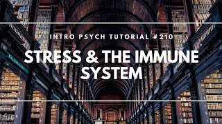 Stress amp The Immune System Intro Psych Tutorial 210 [upl. by Charin]