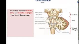 Anatomy of the Brain stem  Dr Ahmed Farid [upl. by Alma959]