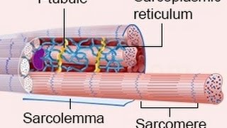 A Brilliant Explanation of the Process of Cardiac Muscle Contraction [upl. by Rus615]