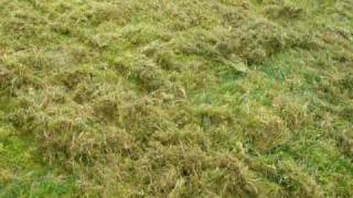 Heavy Moss In Lawn [upl. by Bunder]