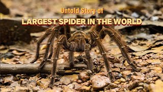 Goliath Birdeater  Pinakamalaking Tarantula sa Mundo [upl. by Rentsch]