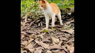 Cat slaps a snake [upl. by Yna]