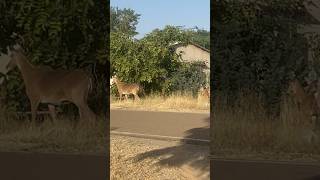 Nilgai family in living Area 🦌shorts wildanimals nilgai [upl. by Sidhu]