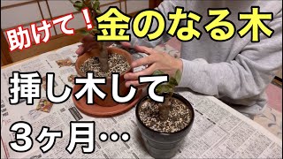 【教えて】金のなる木…挿し木して3ヶ月後の様子【金のなる木②】 [upl. by Romilly832]