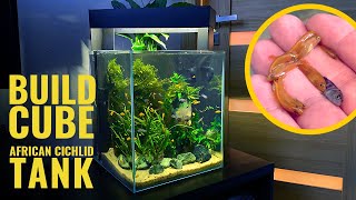 Best way to BUILD CUBE African Cichlid tank setup How keep mbuna cichlid fry [upl. by Abigael]