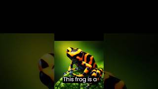 The Yellow Banded Poison Dart Frog [upl. by Idihsar227]