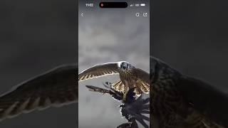 Epic Eagle Battle 3 Eagles Fight in MidAir Over Prey [upl. by Gievlos]