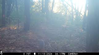 Browning Trail Cam Grey Fox 111924 417pm [upl. by Edals51]