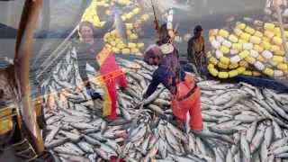 Salmon Seining in SE Alaska 12 [upl. by Onahpets]