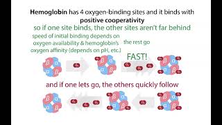 Hemoglobin pt 1 allostery cooperative binding [upl. by Karney]