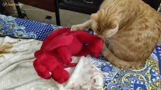 My Cat response to the Dragon amp Chicken plush toys [upl. by Enninaej277]