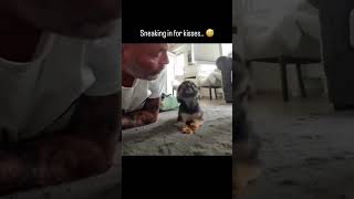 Sneaking in for kisses 😊 shorts dogs dog video [upl. by Hacker]