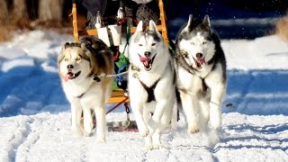 DOG SLEDDING IN MICHIGAN [upl. by Oiralih]