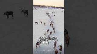 Life in Frozen Tundra THE NENETS TRIBE Russia shorts [upl. by Leunamme587]