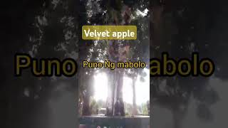 velvet applemaboloyummyfruit [upl. by Teodor]