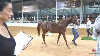 N 148 FERDINAND YJ Israel Breeders Show 2023 Colts 2 Years Old Class B Class 14 [upl. by Nnywg]