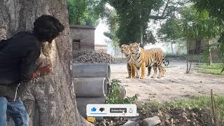 tiger attack man in the forest  tiger attack in jungle royal Bengal tiger attack l hungry tiger [upl. by Aeikan238]