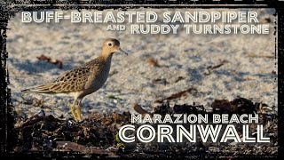 BuffBreasted sandpiper and Ruddy turnstone  Marazion Beach Cornwall UK [upl. by Trant426]