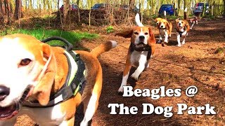 Beagles Playing at our AWESOME Dog Park  Dog Forrest Louie The Beagle [upl. by Ahsinwad]