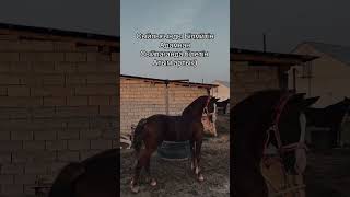 Осы распа horse horselover kino stallion combatsport automobile equestrian animals love [upl. by Aztinay]