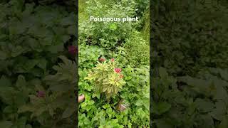 Jatropha plant poisonous hai gardening gardeningtips redflower [upl. by Dowell191]