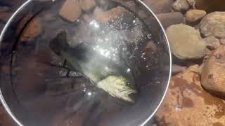 Ep5 Catching huge Largemouth Bass on Tenkara Warm Water Speicies [upl. by Godfrey823]