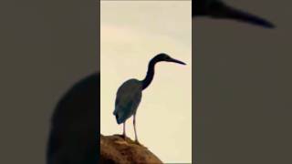 quotHerons Are longlegged longnecked freshwater and coastal birds in the family Ardeidaequot birds [upl. by Acissey117]