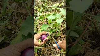 plucked fresh brinjal from the garden nature farming brinjal shorts [upl. by Strickler]