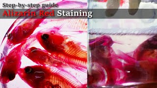 03R Scale solution Alizarin Red Staining Stepbystep guide 2023 1130 03 RedC [upl. by Anivad]