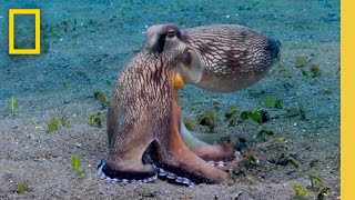 Watch this Octopus Devour Crabs as It Jumps in the Water  Insane Animals  Secrets of the Octopus [upl. by Cronin728]