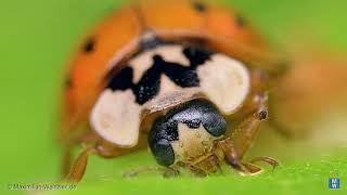 Ladybird as a living shield for a braconid wasp larvae Dinocampus coccinellae [upl. by Alcock]