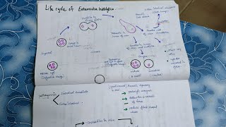 Life cycle of Entamoeba histolyticaDefine metacystsimple NotesTamil [upl. by Jorin]