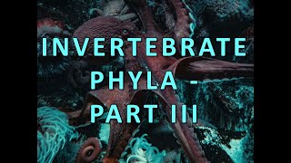 Invertabrate Phyla  Part III [upl. by Nysila]