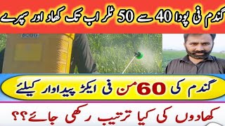 Potash spray on Wheat crop  Use of Foliar Fertilizers in Wheat Crop  Daily Routine Farmer [upl. by Nosraep]