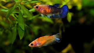 Top 8 Ideas for your 40 Gallon Breeder Fish Tank [upl. by Anu]