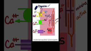 Cápsula farmacológica💊 Efecto inotrópico de la digoxina🫀 [upl. by Collbaith]