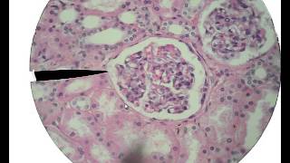 Histology for Beginners [upl. by Auhso]