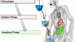 Static In Vitro Digestion Method for Food 2014 Minekus et al Food amp Function [upl. by Leirej]