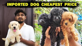 Imported Dog Kennel Cheapest Price  Chennai [upl. by Airahs]