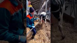 satisfying veternarian cow vetcare horse farm agriculture veterinär cows trendingvideo [upl. by Melena]