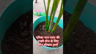 Areca palm care tipsstyshort arecapalm gardening plants indoorplants [upl. by Rena]