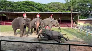 A Famosa Safari Wonderland Malacca  Elephant Show 2 [upl. by Otiv]