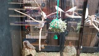 BudgiesParakeets At Petsmart [upl. by Assyram]