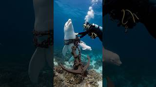 A smart walking baby beluga whale calls on people to rescue the mother beluga whale marinelife [upl. by Slack]